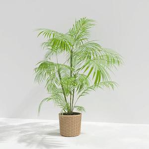 A plant model
