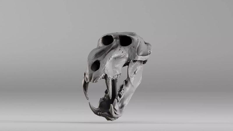 001584 Baboon Skull