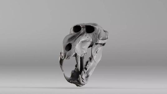 001584 Baboon Skull