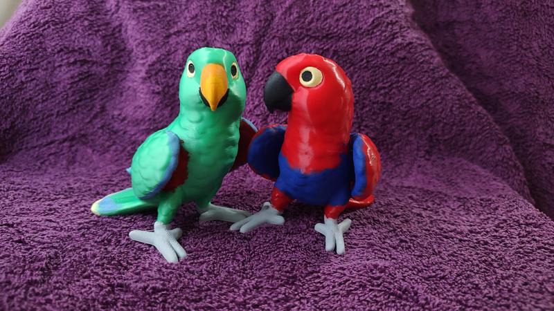 Eclectus