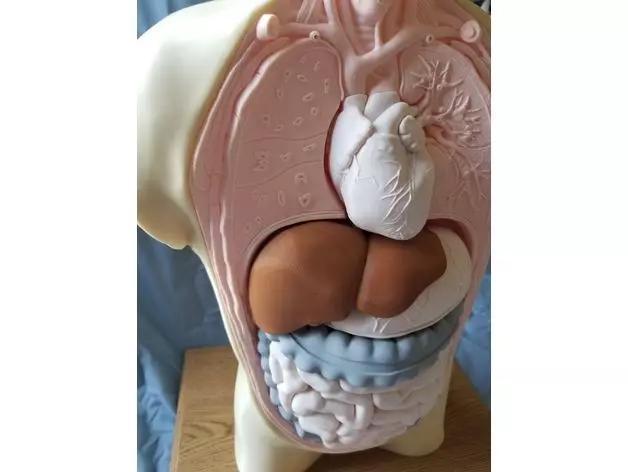Human Anatomy Torso Model stl