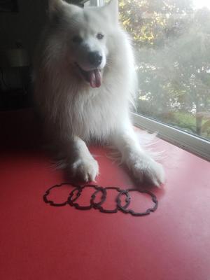 Audi VW CV axle gasket