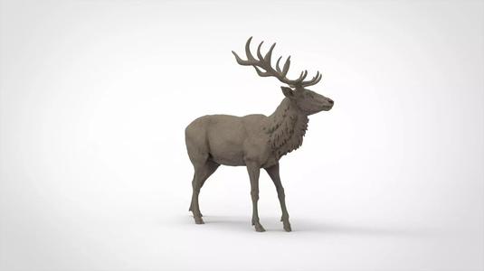 deer 8