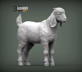 Baby Boer goat
