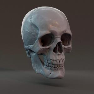 Male skull