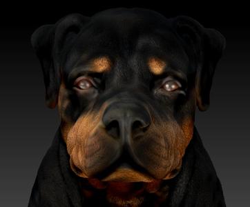 Sitting Rottweiler Dog