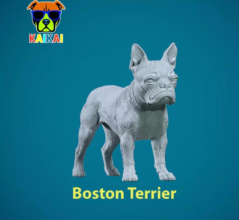 Boston Bull Terrier Dog - American gentleman model - 3D print
