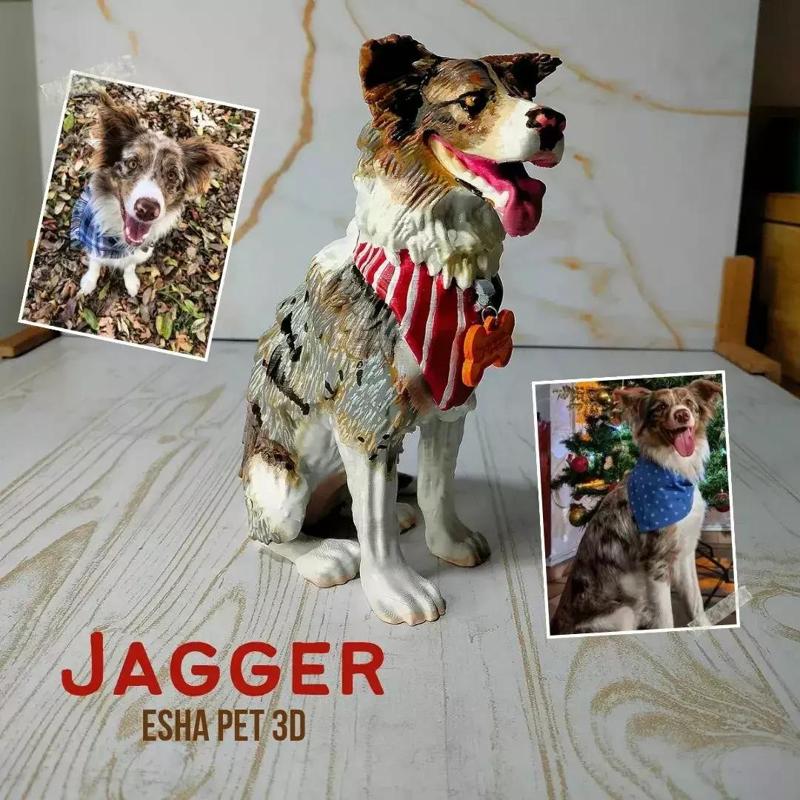 BORDER COLLIE SITTING