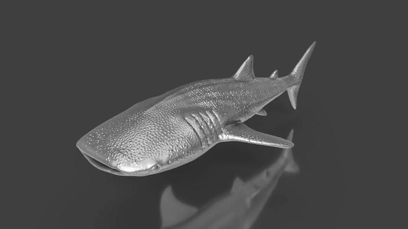 Silver Whale Shark