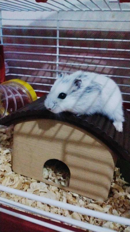 Hamster house