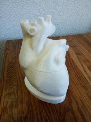 Anatomical Heart