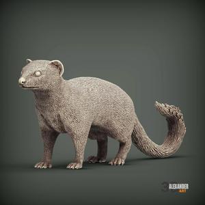 Slender Mongooses