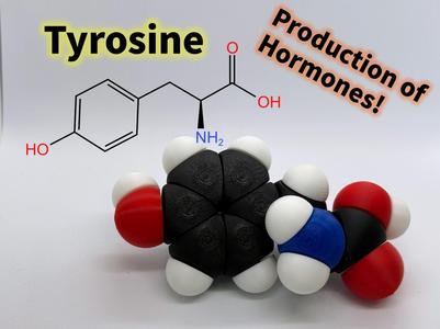 Tyrosine molfidget with rotatable bonds