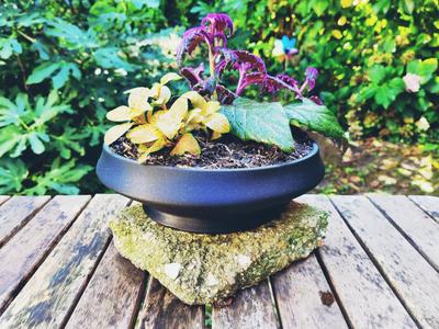 Round Bonsai Pot / Planter