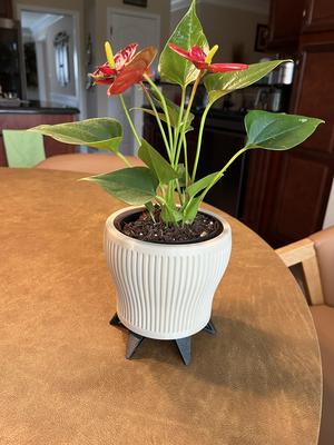 Planter with legs