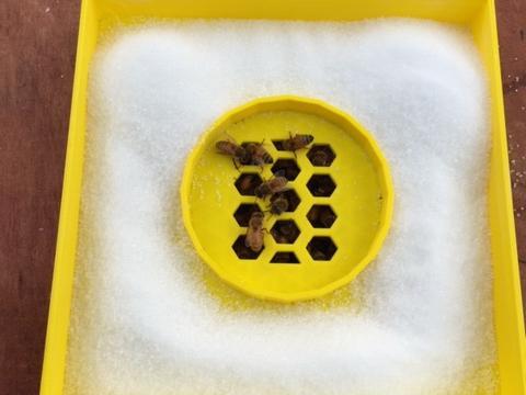 Flow Hive Sugar Feeder
