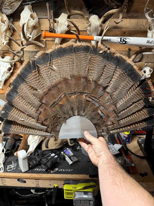 Turkey Fan Tail Wall Mount
