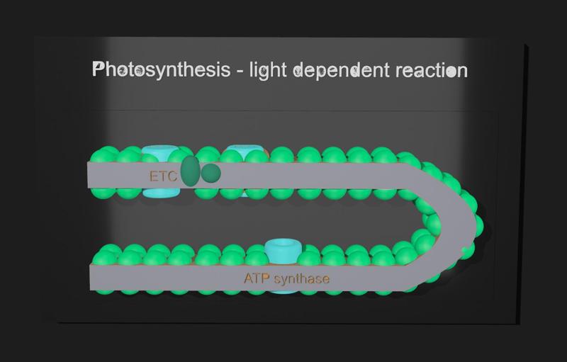 Photosynthesis Model