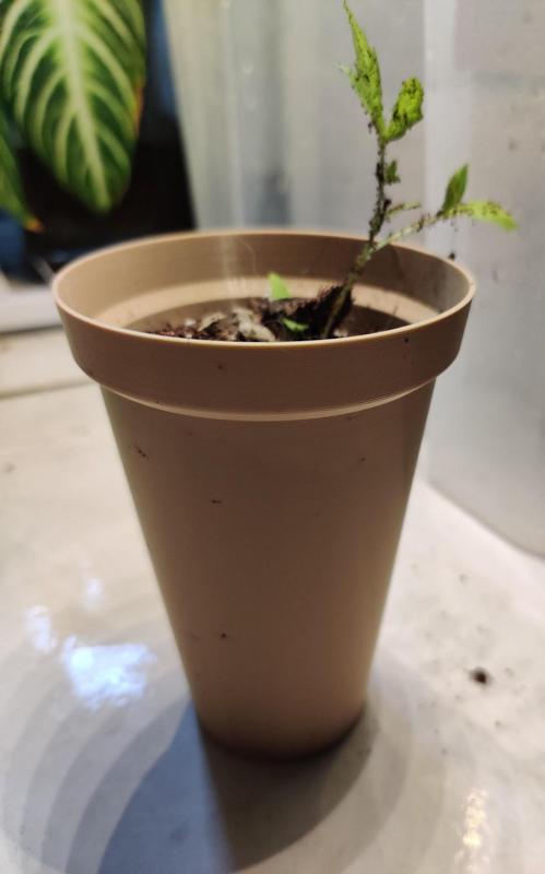 Tall Tomato-Seedling Pot