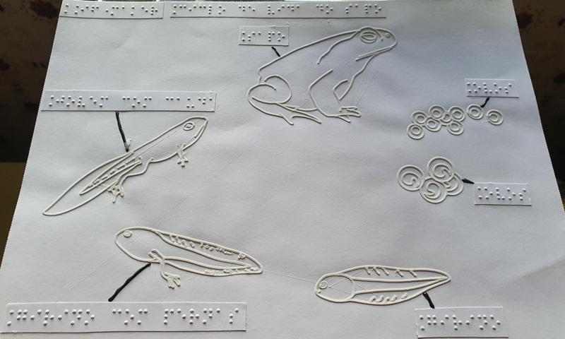 Tactile image: frog metamorphosis