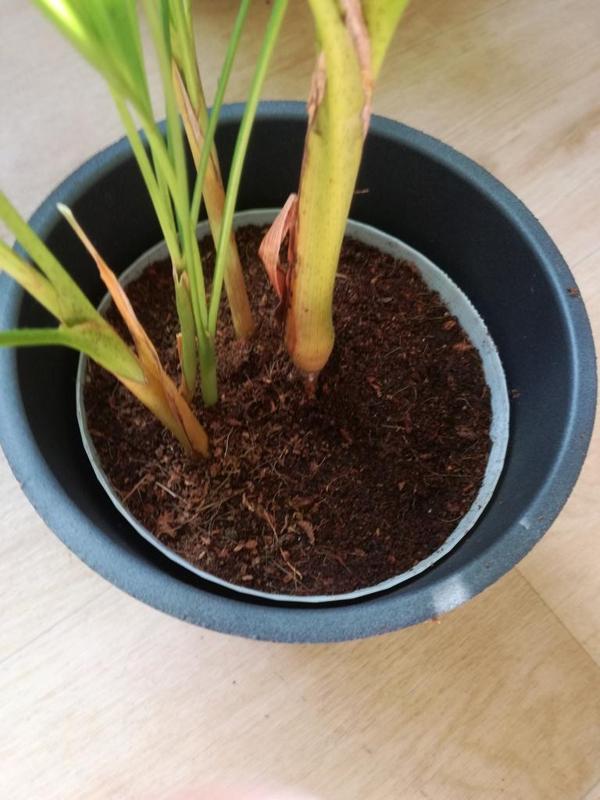 Inner Pot for indoor plant 
