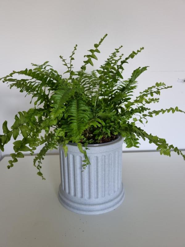 Säulen Pflanzentopf