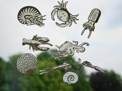 Marine Life