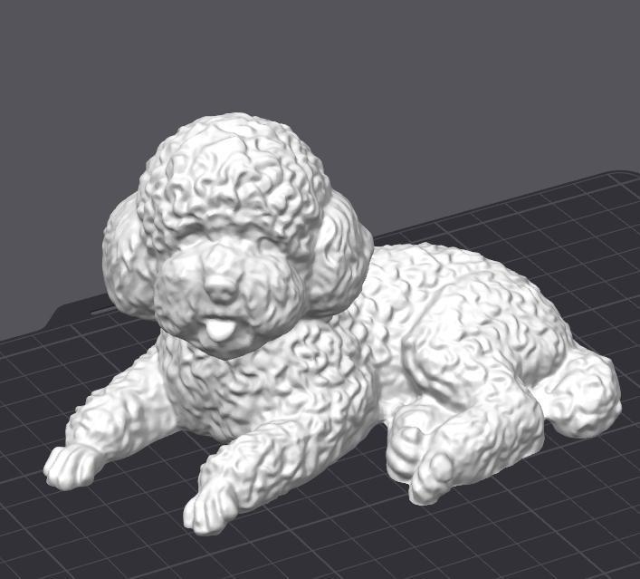 little cute poodle (kleiner Pudel)