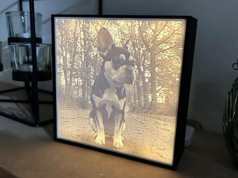 Lightbox of our Frenchie