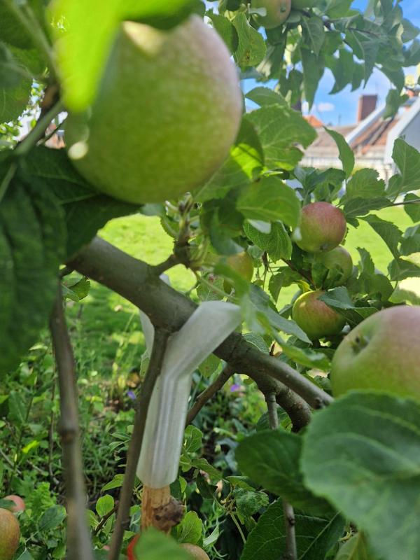 Branch Support for Gardening