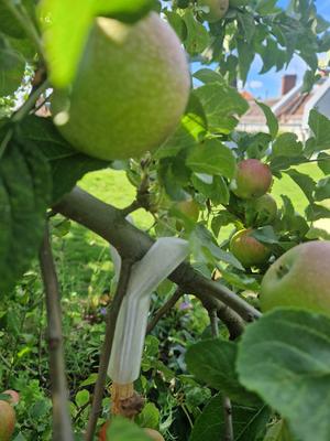 Branch Support for Gardening