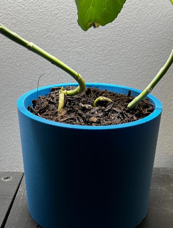 Basic Flower Pot Or indoor Vegetable planting pot 
