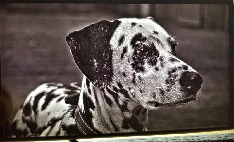 Dalmatian Lithophane