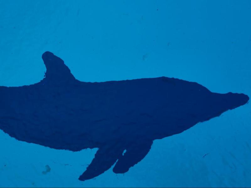 Dolphins Stencils, 4 different dolphins