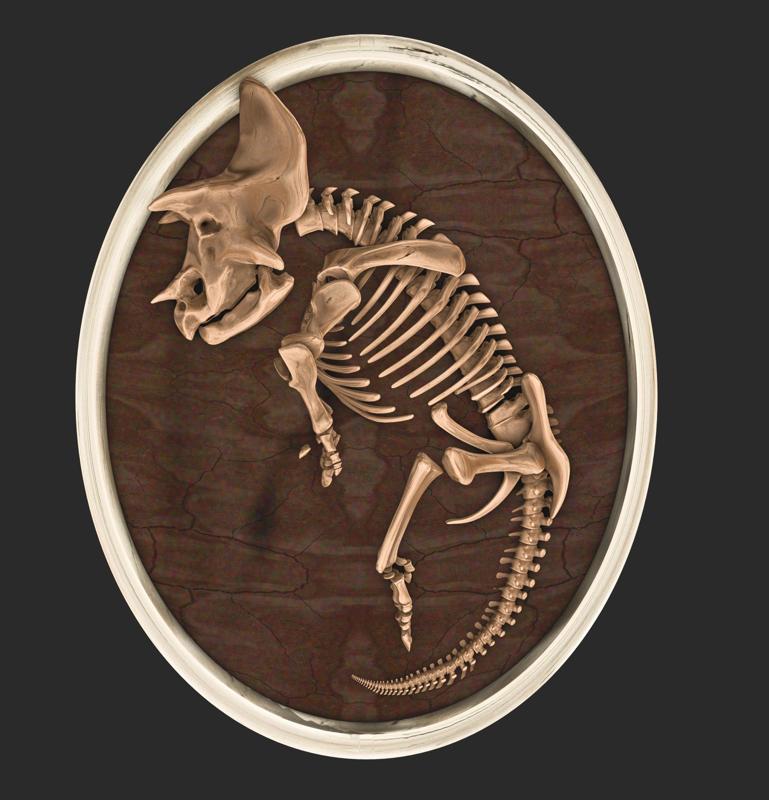 Embryo of a triceratops