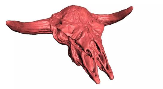 HAND MADE COW SCULL