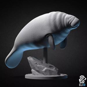 Manatee
