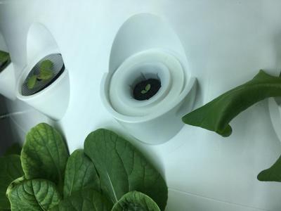 Aerogarden to 2" Net Cup converter lid (iHarvest)