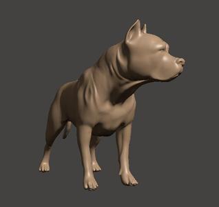 Pitt bull americano - american Pit bull