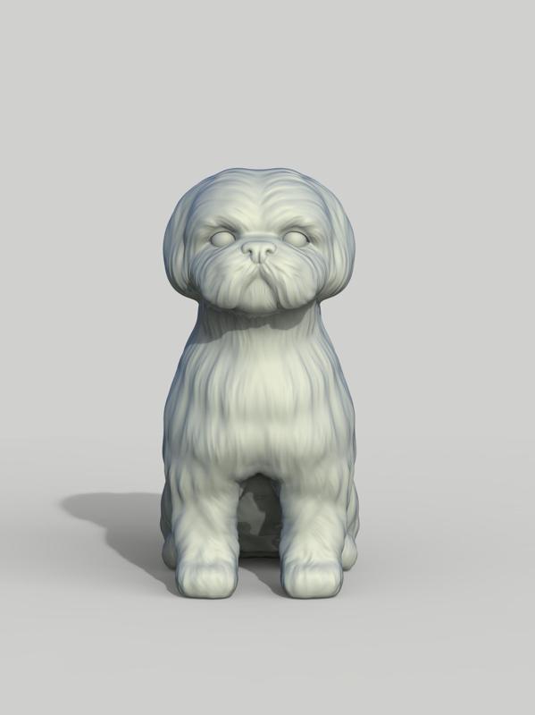 Shih tzu