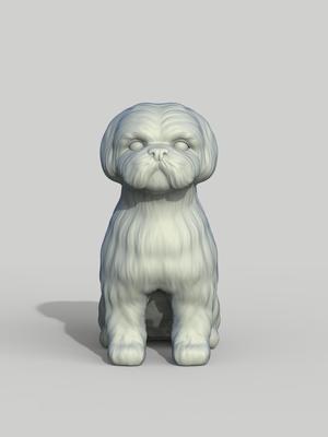 Shih tzu