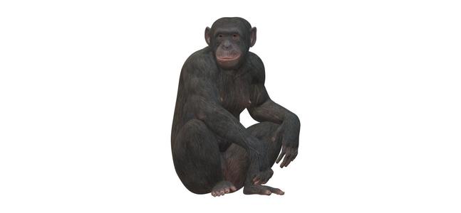 real ape