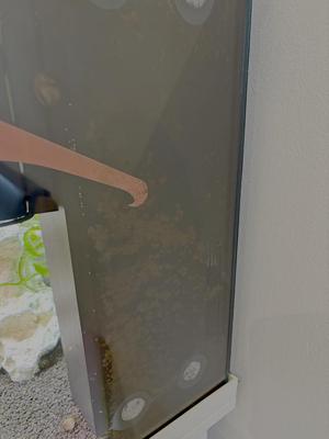Juwel aquarium bioflow filter poop cleaner