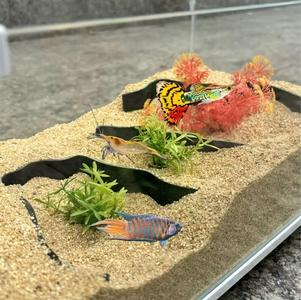 Barrera 2 - para acuario