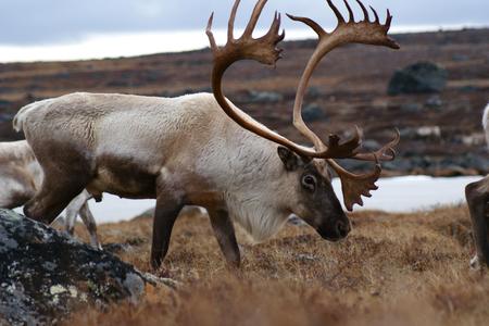 Caribou-Antlers System Mk2