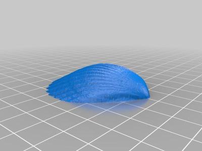 Scalloped Shell