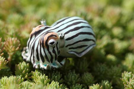 Pyjama Squid