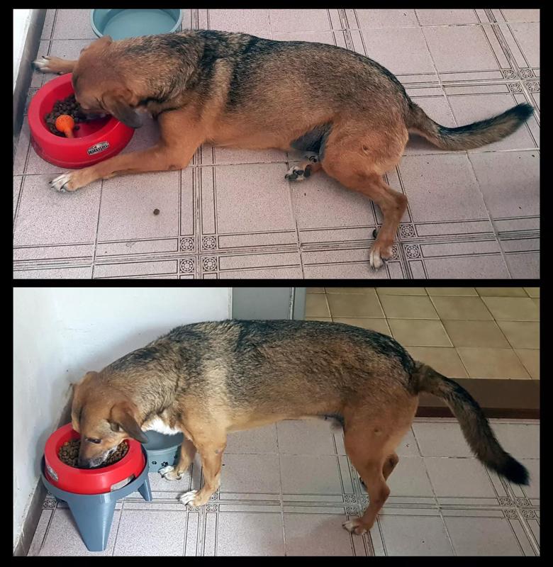 Soporte para comedero de perros y gatos