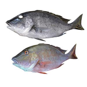 ANATOMY CARP TUN WATER RIVER OCEAN SEA SEA FISHING ANIMAL CARP SALMON SHARK POKEMON Z