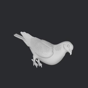 white pigeon